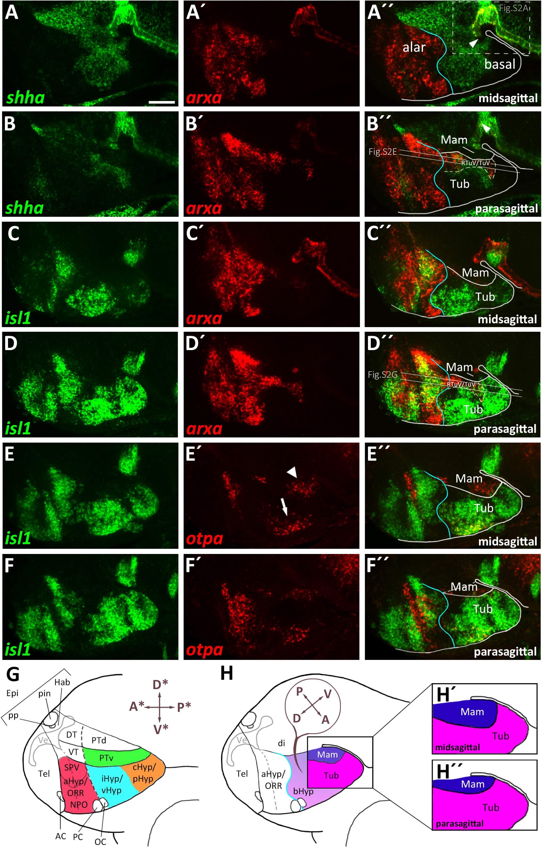 Conserved Genoarchitecture of the Basal Hypothalamus in Zebrafish Embryos